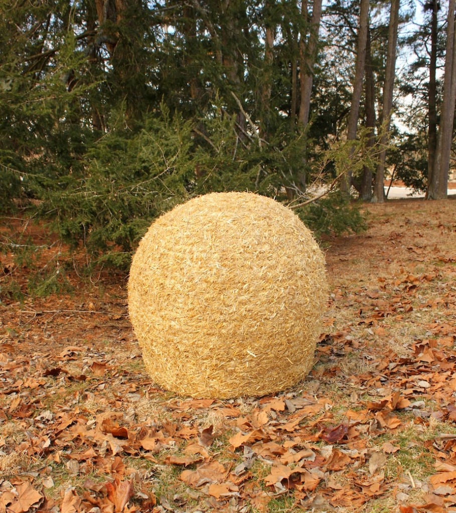 Mushroom Bump at the Bernheim Arboretum and Research Forest