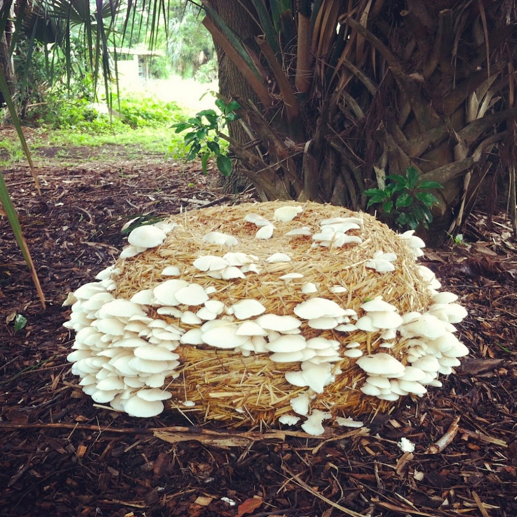 Oyster mushrooms on Mushroom Bump sculpture